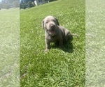 Small #5 Labrador Retriever