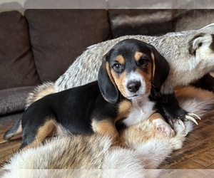 Beagle Puppy for sale in FORDLAND, MO, USA