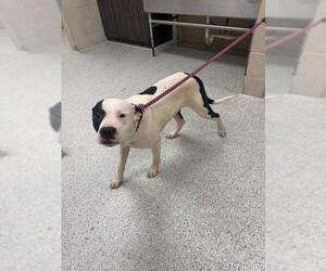 Mutt Dogs for adoption in Conroe, TX, USA