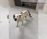 Small Mutt