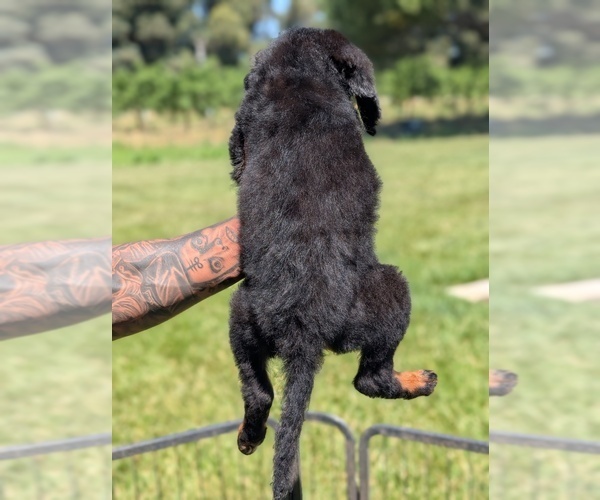 Medium Photo #16 Bernedoodle (Miniature) Puppy For Sale in SACRAMENTO, CA, USA