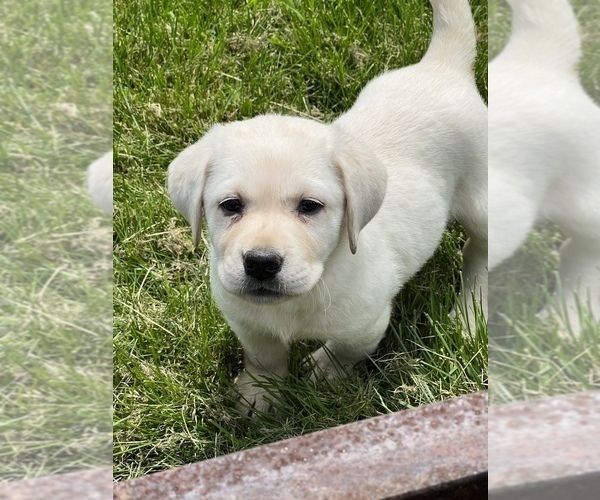 Medium Photo #1 Labrador Retriever Puppy For Sale in BEECH GROVE, IN, USA