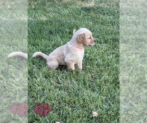 Medium Golden Retriever