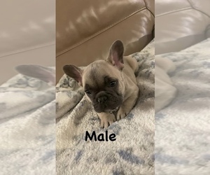 French Bulldog Puppy for sale in MARSHALL, IL, USA