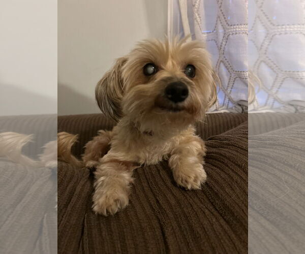 Medium Photo #2 Mutt Puppy For Sale in Gibbstown, NJ, USA