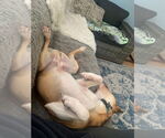 Small Photo #10 Mutt Puppy For Sale in Bellevue, WA, USA