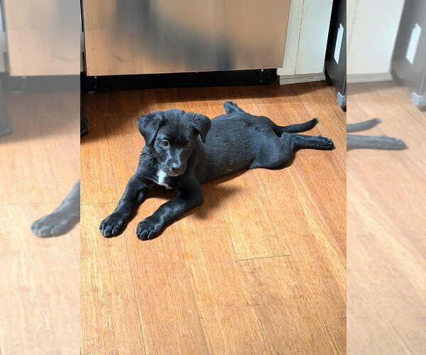 Medium Photo #7 Shepweiller Puppy For Sale in Raleigh, NC, USA