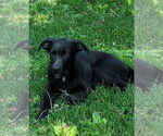 Small Shepradors
