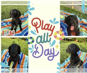 Goldendoodle Litter for sale in BLUEFIELD, WV, USA