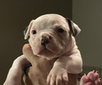 Small Photo #1 American Bulldog Puppy For Sale in VALPARAISO, IN, USA