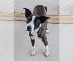 Small #2 Collie Mix