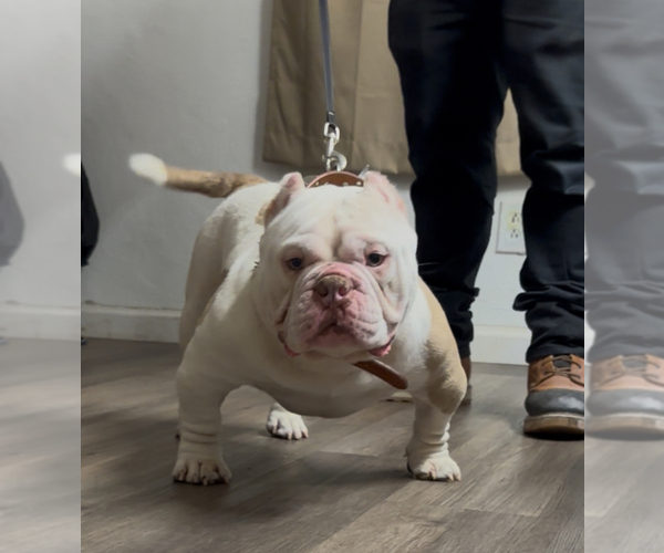 Medium Photo #1 American Bully Puppy For Sale in MODESTO, CA, USA