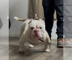 Father of the American Bully puppies born on 04/18/2025