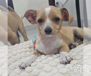 ShiChi Dogs for adoption in Washington, DC, USA