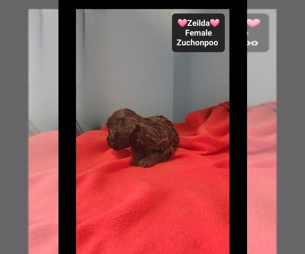 Medium Photo #2 Poodle (Toy)-Zuchon Mix Puppy For Sale in TUCSON, AZ, USA