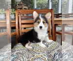 Brooks - Male Pembroke Welsh Corgi Puppy for Sale - Photo #5