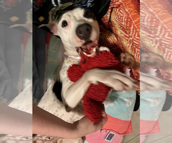 Medium Photo #6 Staffordshire Bull Terrier-Unknown Mix Puppy For Sale in The Woodlands, TX, USA