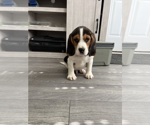 Beagle Puppy for sale in PARAGON, IN, USA