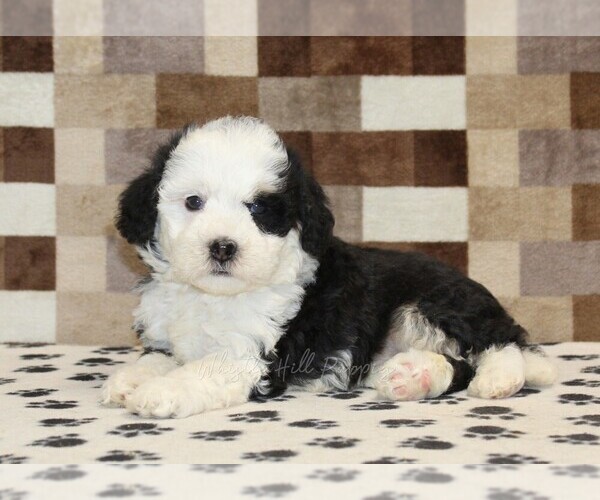 Medium Photo #2 Bernedoodle (Miniature) Puppy For Sale in DENVER, PA, USA