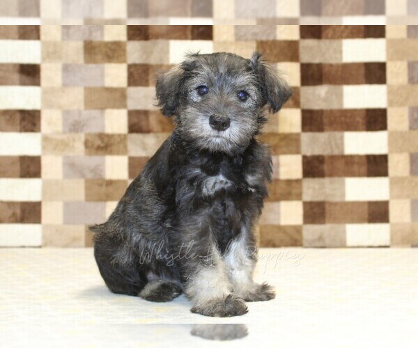 Medium Photo #4 Schnauzer (Miniature) Puppy For Sale in DENVER, PA, USA