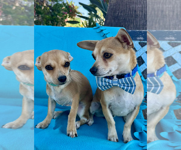 Medium Photo #3 Chihuahua-Unknown Mix Puppy For Sale in Newport Beach, CA, USA