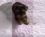 Small Photo #4 Yorkshire Terrier Puppy For Sale in BETHLEHEM, GA, USA