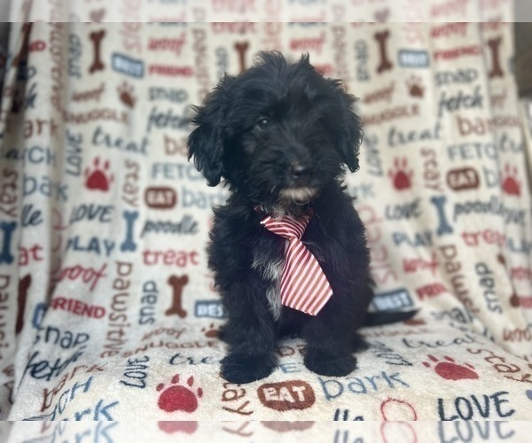 Medium Photo #3 Aussiedoodle Miniature  Puppy For Sale in LAKELAND, FL, USA