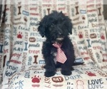Small #2 Aussiedoodle Miniature 