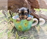 Image preview for Ad Listing. Nickname: Smudge
