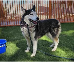 Huskies -Unknown Mix Dogs for adoption in Las Vegas, NV, USA