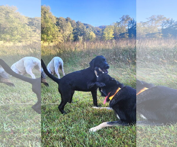 Medium Photo #3 Labrador Retriever-Unknown Mix Puppy For Sale in Ball Ground, GA, USA