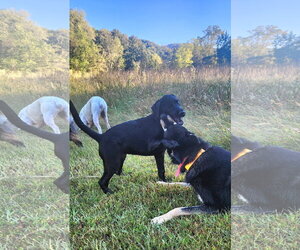 Boomer - Male Labrador Retriever-Unknown Mix Dog for Adoption - Photo #3