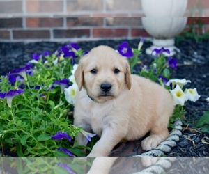Golden Retriever Puppy for sale in FORDLAND, MO, USA