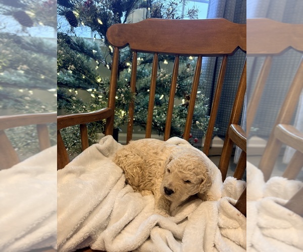 Medium Photo #1 Goldendoodle Puppy For Sale in SNOW CAMP, NC, USA