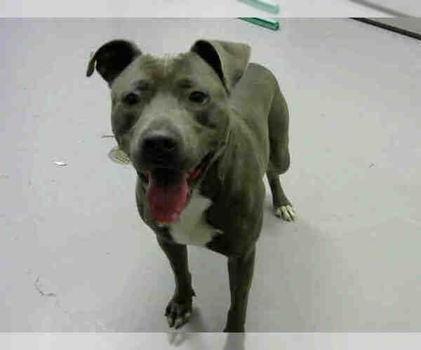 Medium Photo #1 American Pit Bull Terrier Puppy For Sale in Corpus Christi, TX, USA