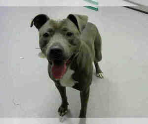 American Pit Bull Terrier Dogs for adoption in Corpus Christi, TX, USA