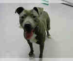 Small American Pit Bull Terrier