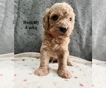 Small Goldendoodle (Miniature)