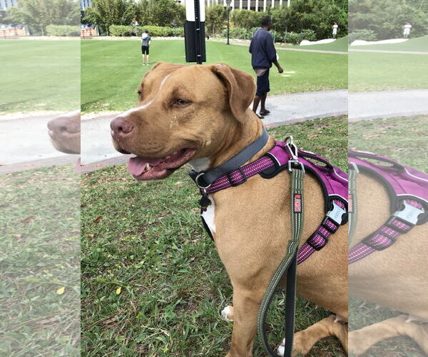 Medium Photo #24 American Staffordshire Terrier-Unknown Mix Puppy For Sale in Sanford, FL, USA