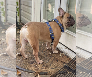 French Bulldog Puppy for sale in ATLANTA, GA, USA