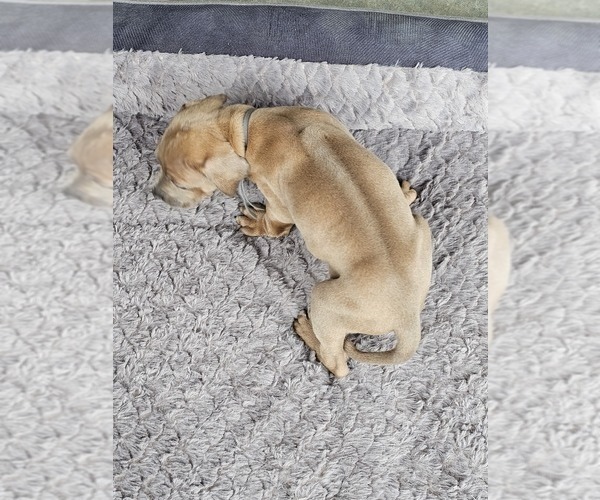 Medium Photo #4 Rhodesian Ridgeback Puppy For Sale in BUMPASS, VA, USA