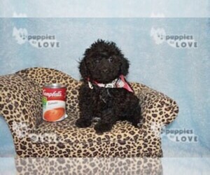 Poodle (Toy) Puppy for sale in SANGER, TX, USA