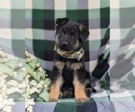 Small Photo #2 German Shepherd Dog Puppy For Sale in LEOLA, PA, USA