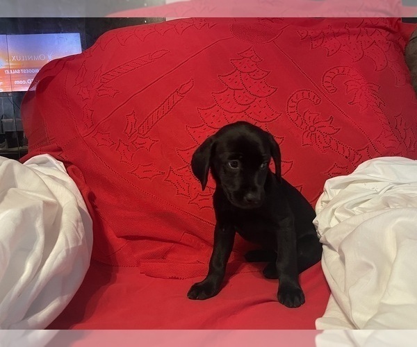 Medium Photo #11 Labrador Retriever Puppy For Sale in REDDING, CA, USA