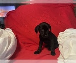Small #10 Labrador Retriever