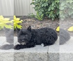 Small #1 Schnauzer (Miniature)