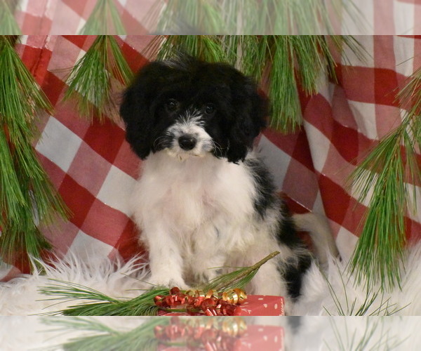 Medium Photo #2 Cavachon Puppy For Sale in ELDORADO, OH, USA