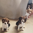 Small Photo #6 Beagle Puppy For Sale in EL CAJON, CA, USA