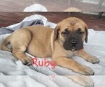 Puppy Puppy 4 Ruby Mastiff