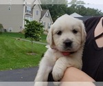 Small Photo #3 English Cream Golden Retriever Puppy For Sale in COLLEGEVILLE, PA, USA